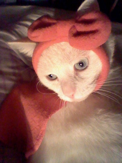 Hello Kitty Red Riding Hood cat