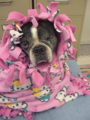 Hello Kitty dog blanket