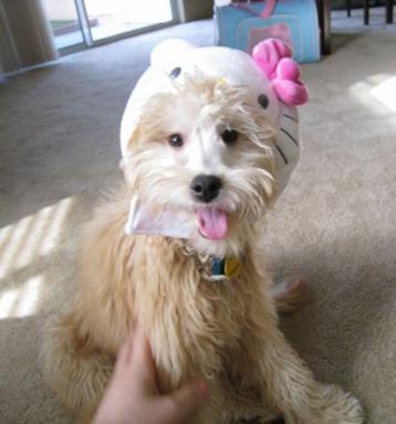 Hello Kitty Perez Hilton dog