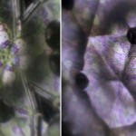 hello-kitty-kaleidoscope-1