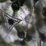 hello-kitty-kaleidoscope-3