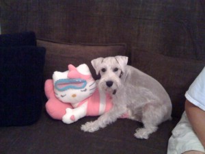 hello-kitty-dog-love Hello Kitty dog love