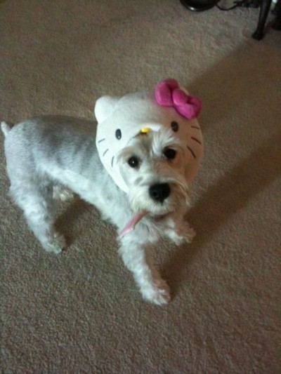 hello kitty yoshi head Hello Kitty dog punishment