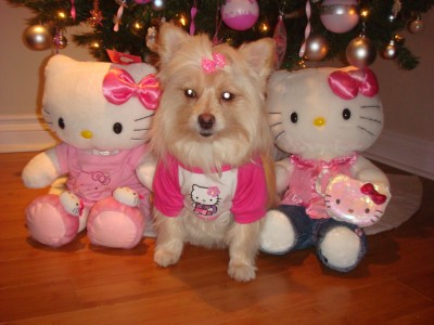 hello kitty Christmas dog Hello Kitty dog Christmas photo nightmare
