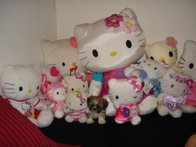 Hello Kitty puppy Hello Kitty puppy