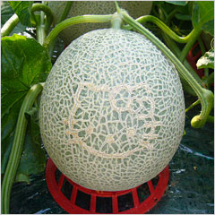 hello kitty cantaloupe hello kitty cantaloupe