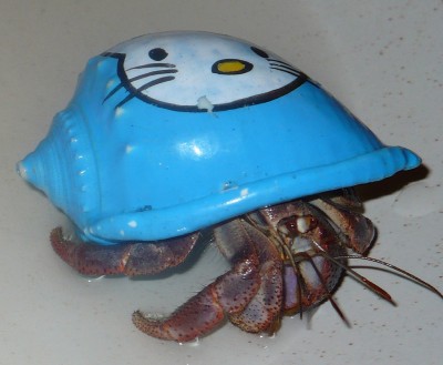 hello kitty hermit crab Hermit crab with Hello Kitty shell
