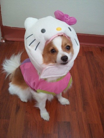 hello kitty dog head hello kitty dog with plush on head
