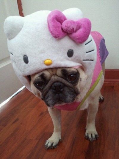 hello kitty pug Hello Kitty pug dog