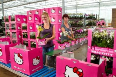 hello kitty plants hello kitty Mother's Day flowers