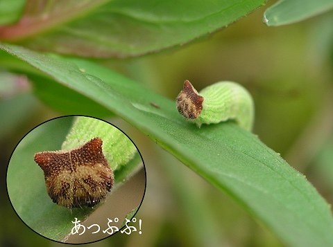 Caterpillar with Hello Kitty face