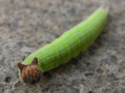 caterpillar looks like hello kitty