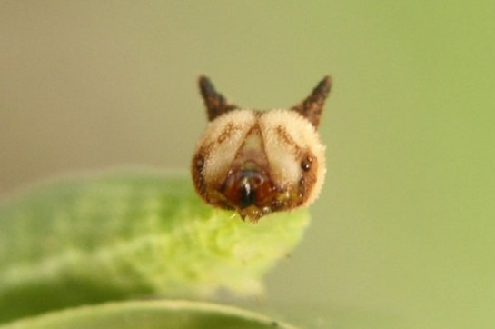 hello kitty caterpillar